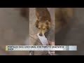 Video of New Mexico dog 'Subway Sally' goes viral - KRQE Video of New Mexico dog 'Subway Sally' goes viral
