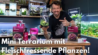 Mini Terrarium mit Fleischfressenden Pflanzen!