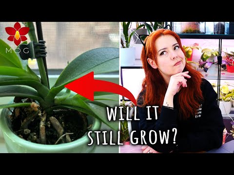 Will this Phalaenopsis Orchid grow anymore? & more! Q&A February 2024