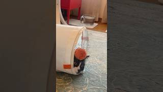 猫が喜ぶ！ストレス解消法3選 #猫 #猫のいる暮らし #保護猫 #cat #shorts