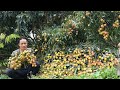 Zon harvests lychees goes to market sell, Vàng Hoa