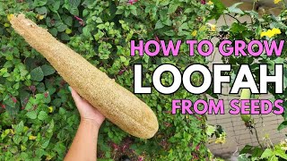 How to Quickly Germinate Luffa/Loofah Seeds #luffa #loofah #sponge #garden #gardening #grow #plants