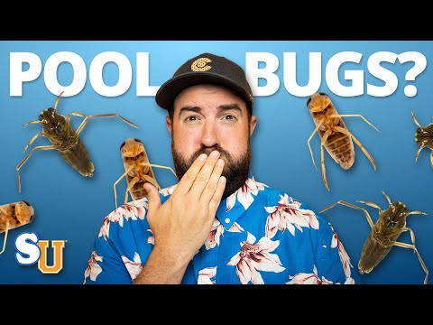 How To Get Rid Of WATER BUGS In Your POOL