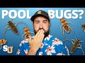 How To Get Rid Of WATER BUGS In Your POOL