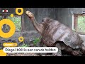15 schildpadden hebben hun eigen soort gered