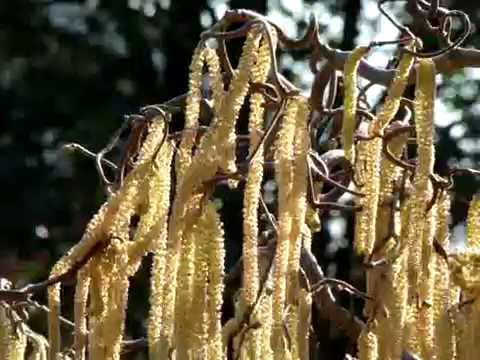 Harry Lauders Walking Stick  seed Pods