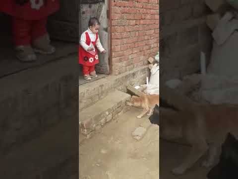 Giving some food to dog