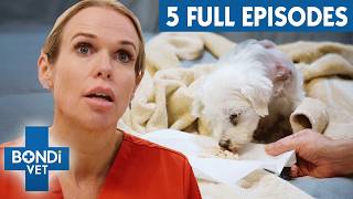 3+ Hours Of Full Episodes | Bondi Vet Entire Season 10 Part 3