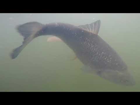 Perch On Neko Rigs & Jika Rigs