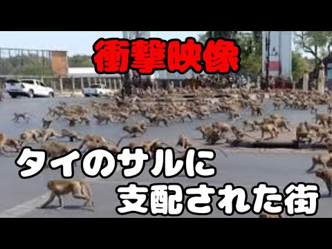 サルの行動は研究者に衝撃を与える - これまでに見たことのないもの