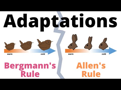 Bergmann's Rule and Allen's Rule explained