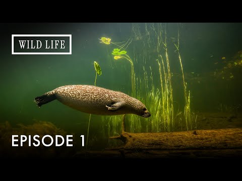 Wild Life Documentary and 3 more