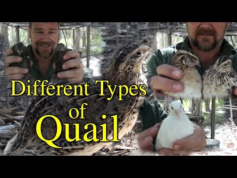 , title : 'Different Breeds/Types of Coturnix Japanese Quail'