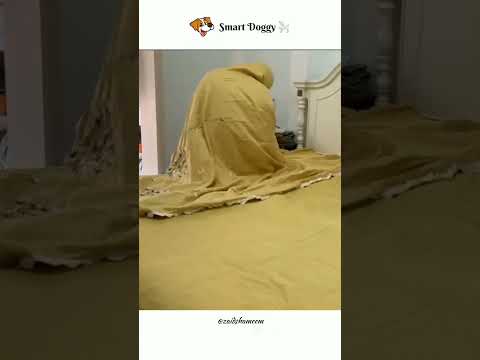 Smartest Dog 🐕 #pets #doghome #cutest #homepet