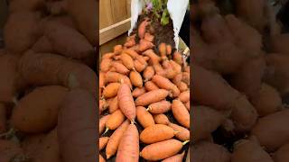DIY Home Garden The Secret Trick to Growing Sweet Potatoes in Bags  🥔🥔🥔