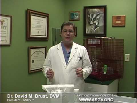 Sugar Glider Food and Diet:  The FACTS from Vets - Part Two