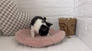 チワワ(ロング)の動画01