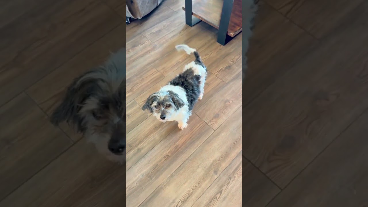 Enlarge Tony Leung, a ADOPTABLE mixed breed in New York, NY video 6/6