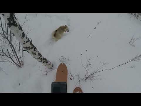 GPS ошейник Hunter DTR 25000 для охотничьих собак--КОРОТКО О ОБНОВЛЕНИИ