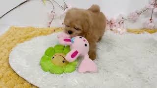 ハーフ犬の動画01