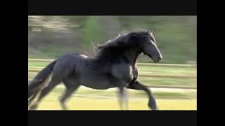 Grupo Laberinto El Caballo De Pepe