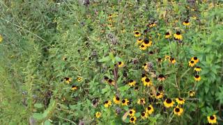 Kentucky Native Plants Dry Prairie Garden 9-11-21
