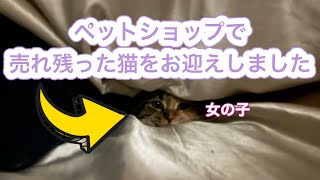 ペットショップでずっと売れ残りワンチャン保健所に行く可能性があった子を一目惚れしてお迎えしました。 #猫 #マンチカンロングヘアーロングレッグ #お迎え #新しい家族 #子猫 #ペット動画