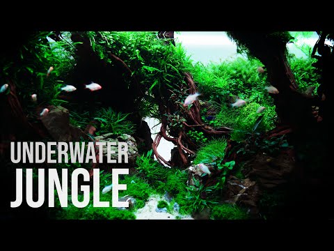 UNDERWATER JUNGLE in 450 liters with Tiger Barbs | 4K Cinematic