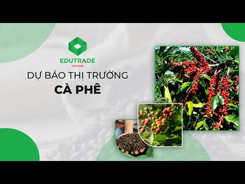 Nhận Định Thị Trường - Cà phê Robusta (Ngày 13 đến 17 -11-2023 )