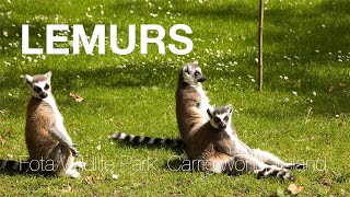 preview picture of video 'Funny Jumping Lemurs - (Monkeys)'