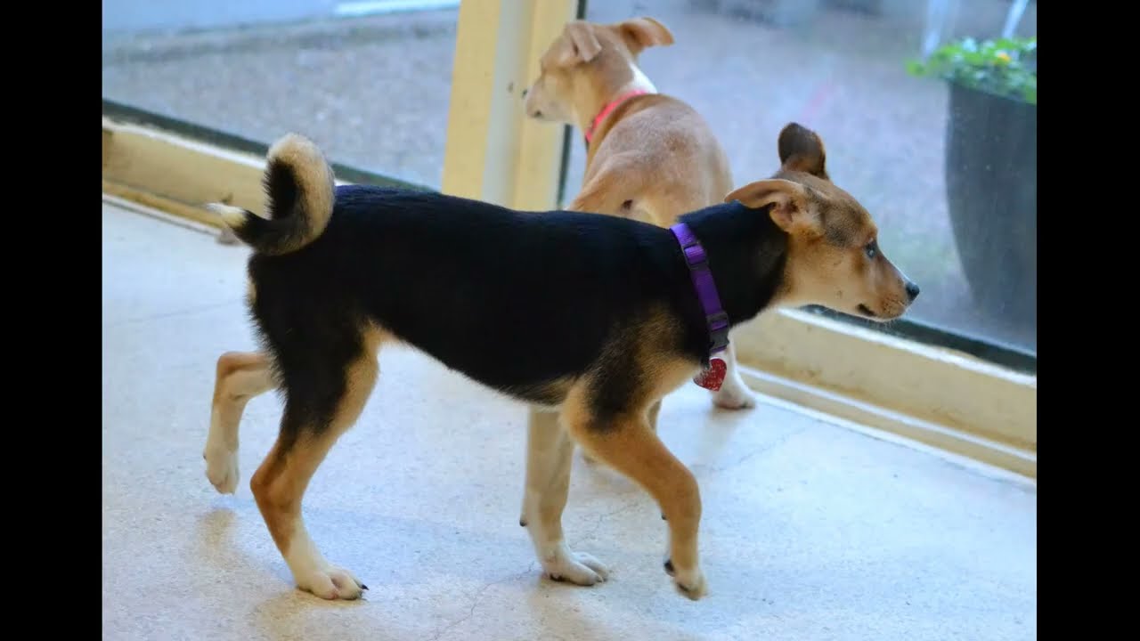 Enlarge Poppy, a Adoptable mixed breed in White Plains, NY video 4/4