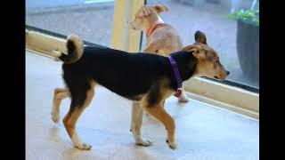 Video preview image #1 Jack Russell Terrier-Unknown Mix Puppy For Sale in Germanton, TN, USA