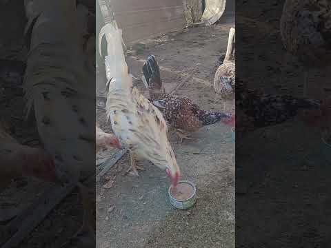 Chickens  enjoying  canned  cat food. #whitekelsogamefowl