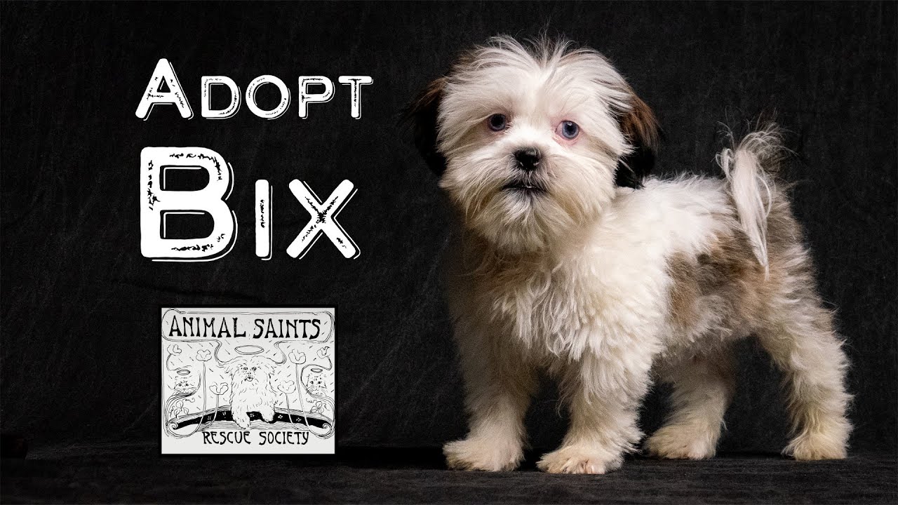 Bix, a Adoptable mixed breed in Fort Montgomery, NY video 6/6