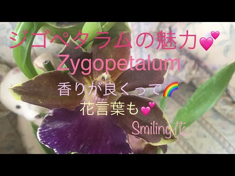 ジゴペタルムの花