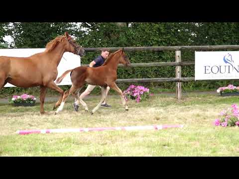 CATAPULTE DES FLAGUES Z