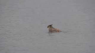 Great Horned Owl Doing Breast Stroke