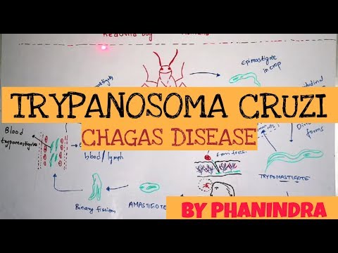 TAENIA tenia SOLIUM BY PHANINDRA GUPTHA