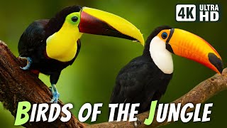 Most Beautiful Birds in the Jungle | Breathtaking Nature & Relaxing Sounds | Calm & Stress Relief