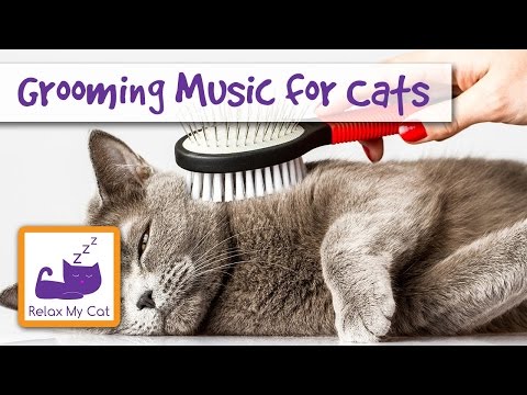 1 Hour of Grooming Music for Cats! Music for Grooming and Bathing Cats! 🐱 #GROOM03