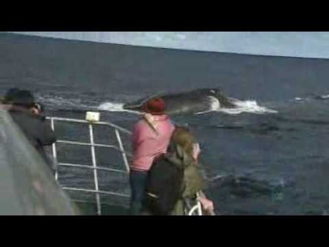 Green light to oil drilling