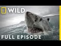 Shark Bite: Unlucky Encounters (Full Episode) | When Sharks Attack