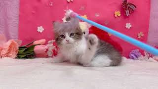 スコティッシュフォールドの動画01