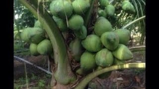 Bí quyết trồng và chăm sóc cây dừa xiêm xanh lùn