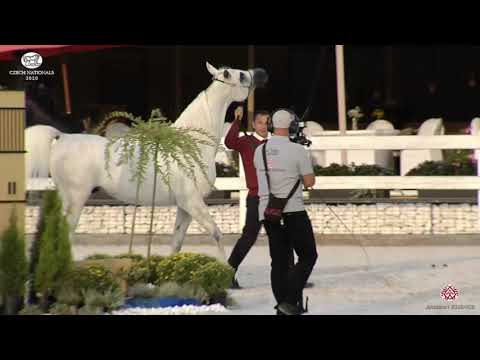 N 21 HANINE AL SHAHANIA   Prague 2020   Czech National Championship   Stallions 4 6 Years Old Class