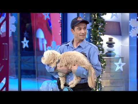 Al Pazar - Policia, Testimi i qenit - 14 Dhjetor 2019 - Show Humori - Vizion Plus