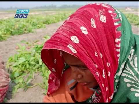 তিস্তার চরাঞ্চলে এবার রবিশস্যের ব্যাপক ফলন