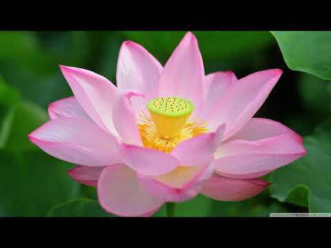 Japanese traditional relaxing music | Koto, Zen Garden, Instrumental, Spa – NO. 4