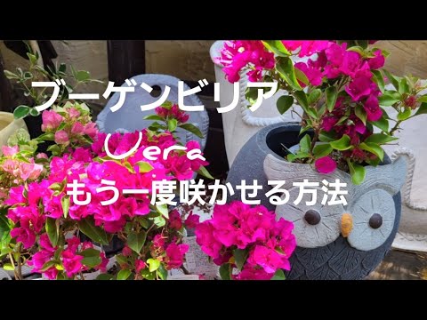 鉢植えのブーゲンビリア：気候に関係なく開花低木を維持するにはどうすればよいですか？  庭園