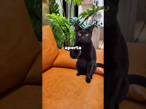 O gato ama essas brincadeirinhas de Thaís 🫡☠️☠️🫡